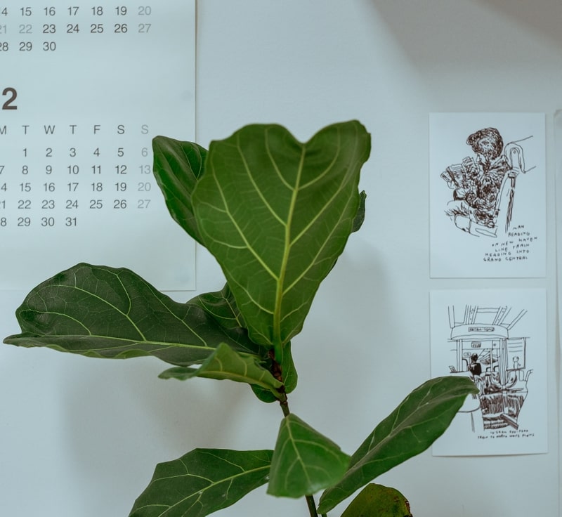 Fiddle-leaf fig in front of a wall calendar and pen sketches in the ONETOO studio